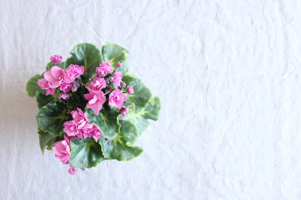 Saintpaulia Virágzik Rózsaszín Virágok Szürke Háttér Közelkép Makró Első Látásra — Stock Fotó