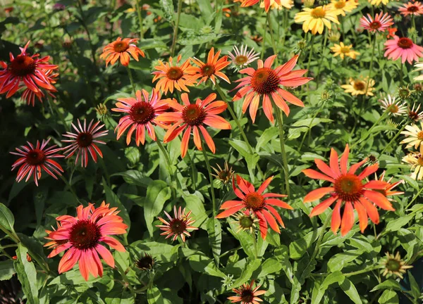 Red coneflower Cheyenne Spirit is blooming in the summer. Coneflowers bloom from June to August. Attractive to butterflies and other insect pollinators. Nature concept.