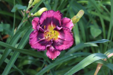Gece yarısı tılsımı. Bahçede günlük lüks çiçekleri yakından çekeriz. Gündüzleri Hemerocallis cinsinde çiçek açan bir bitkidir. Yenilebilir çiçek konsepti.