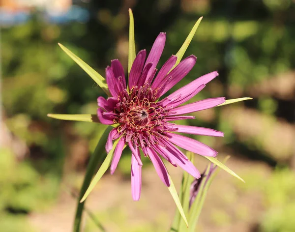 Tragopogon Porrifolius Ist Ein Heilkraut Das Bei Der Behandlung Von — Stockfoto