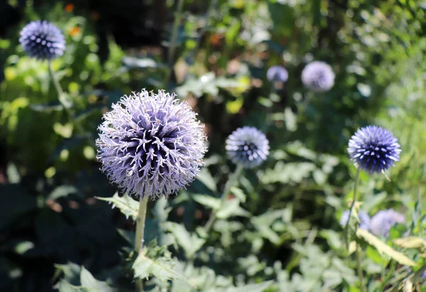 Excellent Globe Thistle Beautiful Wildflower Grows Summer Garden Traditional Garden — Stock Photo, Image