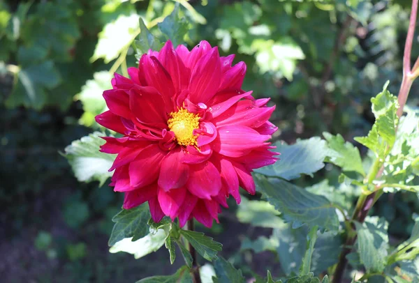 Blooming Red Dahlia Garden Dahlia Genus Bushy Tuberous Herbaceous Perennial — Foto de Stock