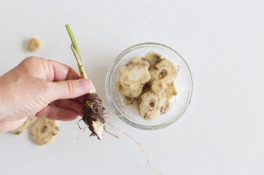 Chopped fresh root Inula helenium plant. Medicinal plant. It is used in herbal medicine as an expectorant and for water retention. Healthy.