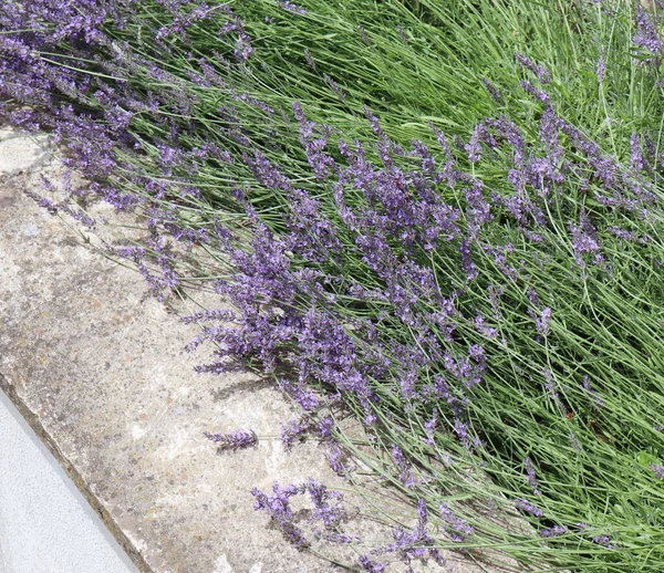 Lavender. Dry herbs for use in alternative medicine, phytotherapy, spa, or herbal cosmetics. Preparing infusions, decoctions, or tinctures. For powders, ointments, oil or tea, bath.