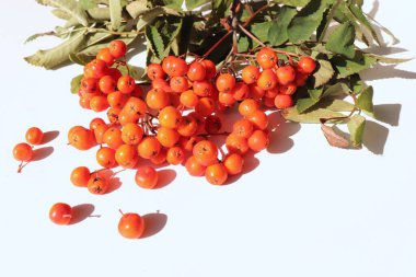 Sorbus aucuparia. Red rowanberry on a white background. Autumn Halloween holiday.Moody autumn design. Selective focus autumn colors and autumn berries.