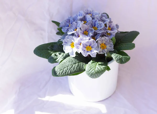 Flowers Primrose Primula Vulgaris Pot Have Various Colors Can Used — Stock Fotó