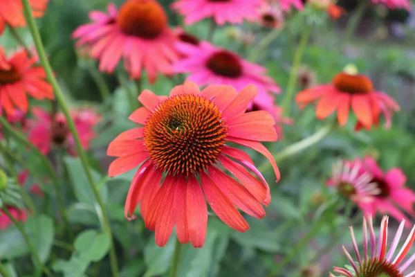 Red coneflower Cheyenne Spirit is blooming in the summer. Coneflowers bloom from June to August attractive to butterflies and other insect pollinators.