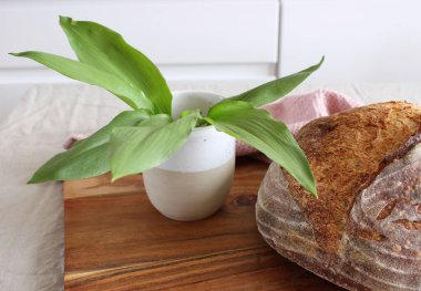 İlkbaharda taze Allium ursinum yaprakları. Ayı sarımsağının harika iyileştirme yetenekleri vardır ve sindirim ve sağlıklı yiyecek konseptini destekleyen çok değerli maddeler ve C vitamini içerir..