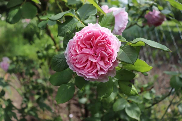 Provence rose, or cabbage rose, or Rose de Mai Centifolia with blurred foliage. Natural flower. Soft focus. Copy space. Free place for text one blossoming rose.