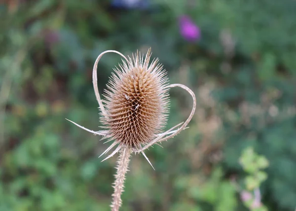 提索附近 狄帕索斯 菊科植物是菊科植物中的一种开花植物 在美国 Teasel也被认为是一种入侵物种 — 图库照片