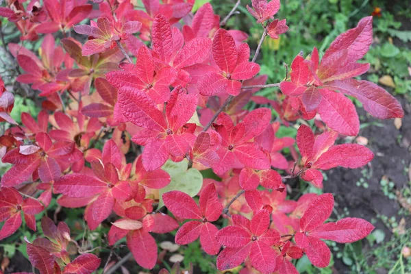 Barevné Listy Azalky Květinové Zahradě Podzim První Mráz Chladné Počasí — Stock fotografie