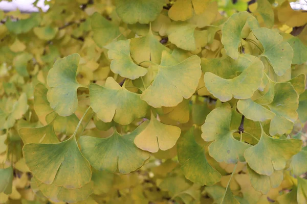 Ginkgo Ginkgo Biloba Uma Bela Árvore Dourada Outono Uma Espécie — Fotografia de Stock
