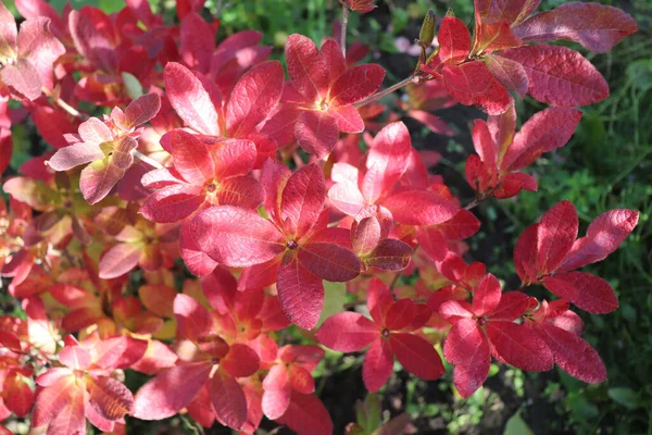 Bunte Blätter Azalee Blumengarten Herbst Der Erste Frost Kaltes Wetter — Stockfoto