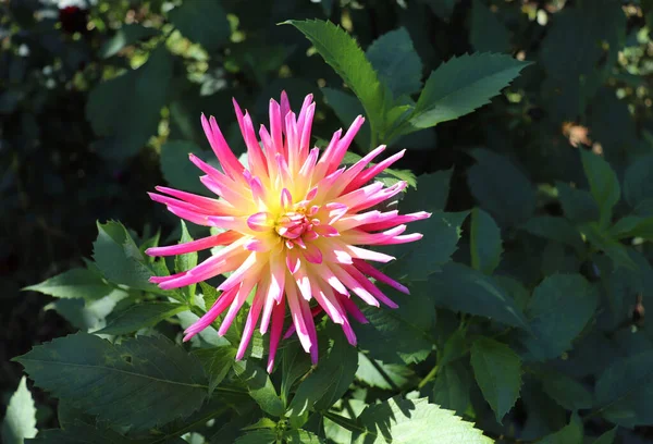 Están Floreciendo Dalia Jardín Dalia Género Plantas Perennes Arbustivas Tuberosas — Foto de Stock