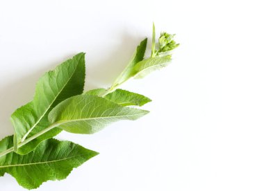 Inula helenium çiçek makrosu elfdock olarak da bilinir, veya tıpta kullanılan bitki köklerini iyileştiren at..