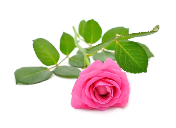 하얀 배경에 있는 분홍빛 장미 — 스톡 사진