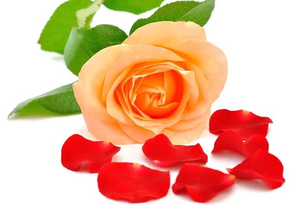 Roos en bloemblaadjes — Stockfoto