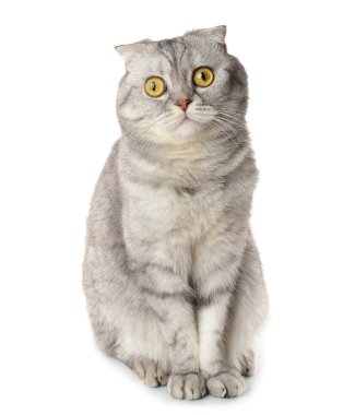 Gri kedi