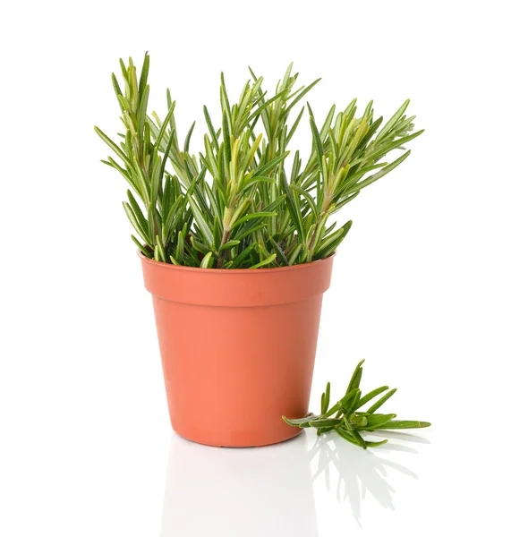 Rosemary in a brown pot — Stock Photo, Image