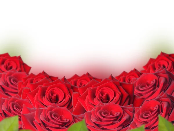 Red roses — Stock Photo, Image