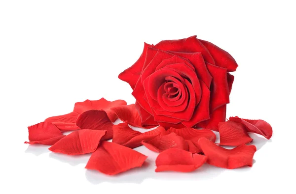 Rode rose en bloemblaadjes — Stockfoto