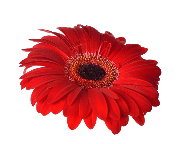 Rote Gerbera — Stockfoto