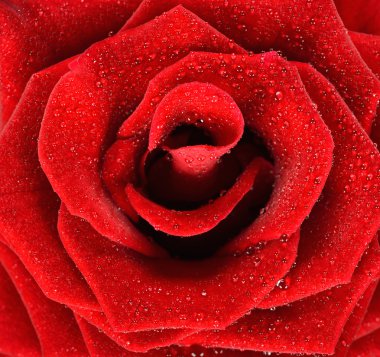 Rose ile çiy damlaları