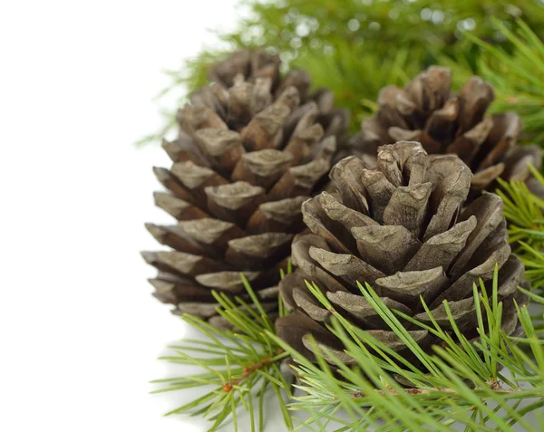 Cones and green twigs — Stock Photo, Image