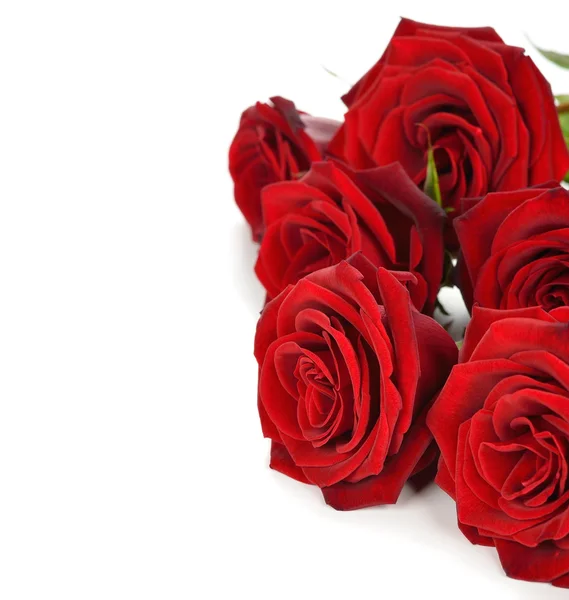 Rosas rojas — Foto de Stock