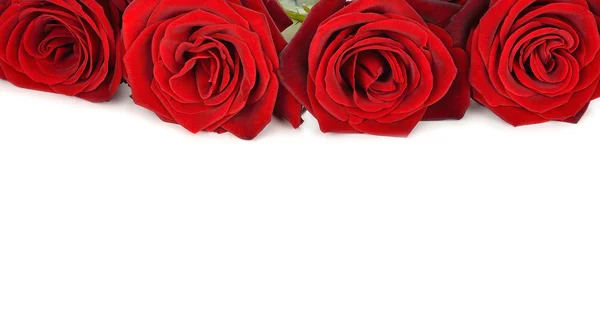 Röda rosor på en vit bakgrund — Stockfoto