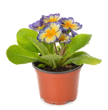 kahverengi bir tencereye çiçek