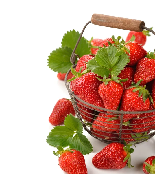 Frische Erdbeeren — Stockfoto