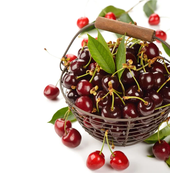 Cerejas frescas em um cesto — Fotografia de Stock