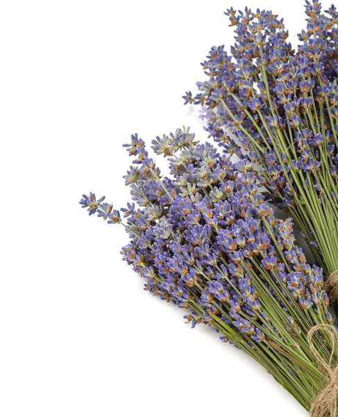 Lavender — Stock Photo, Image