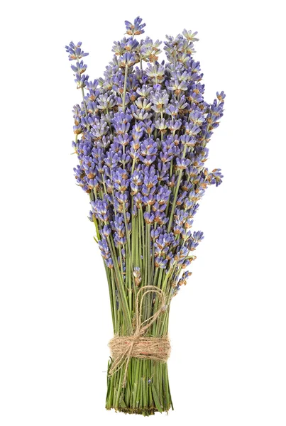 Lavendel — Stockfoto