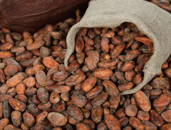 Frijoles de cacao en una bolsa —  Fotos de Stock