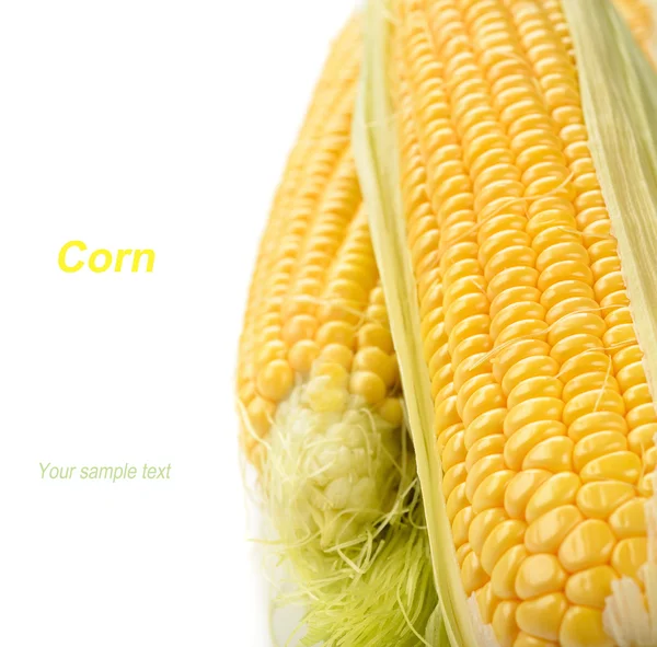 Färsk majs — Stockfoto