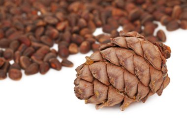 Sedir koni ve beyaz zemin üzerine fındık