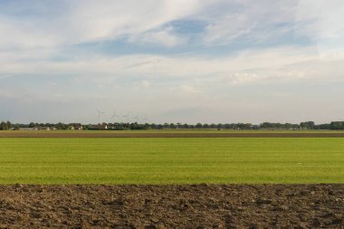 Antwerp, Belçika, Avrupa. Arkasında ağaçlar olan büyük yeşil bir alan.