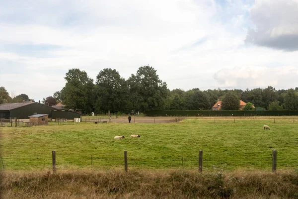 Antwerpen Belgien Europa Eine Rinderherde Weidet Auf Einem Trockenen Grasfeld — Stockfoto