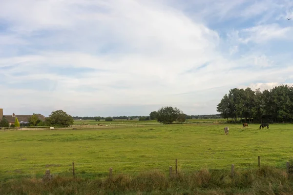 Anversa Belgio Europa Grande Campo Verde Con Alberi Sullo Sfondo — Foto Stock