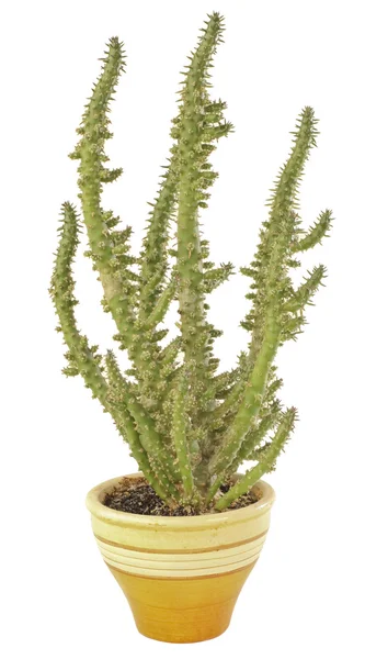 Kaktus i krukan — Stockfoto