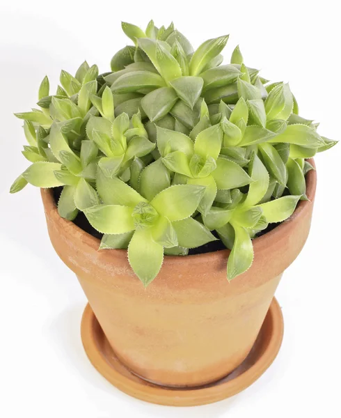 Cactus in the pot — Stock Photo, Image