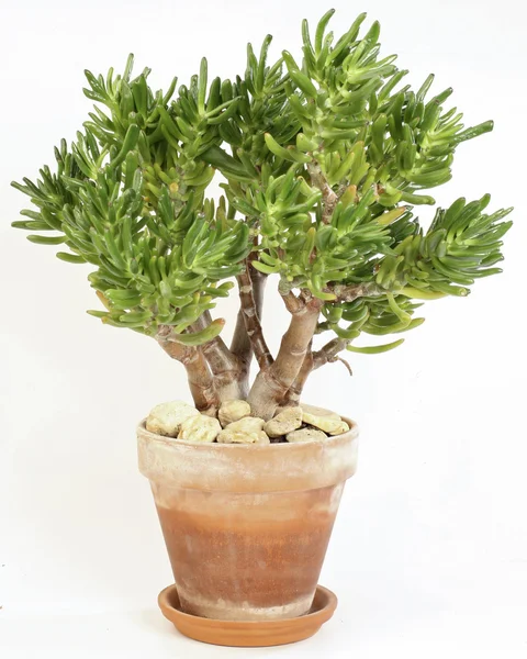 Crassula portulacea — Stock Photo, Image