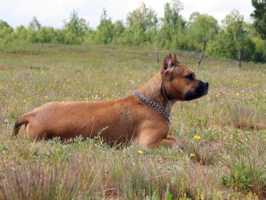 köpek saman üstünde