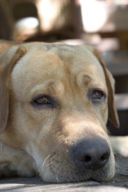 Labrador retriewer