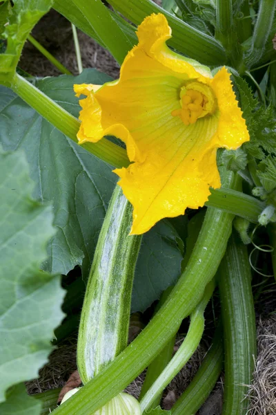 Flowering zucchini in the vegetable garden — Stock Photo, Image