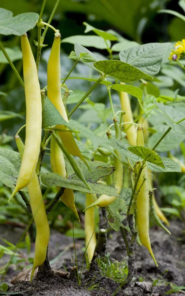 Sebze Bahçesi tesisinde fasulye