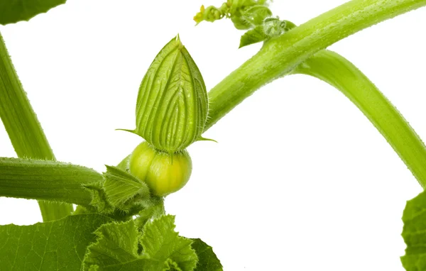 Young pumpkin — Stock Photo, Image