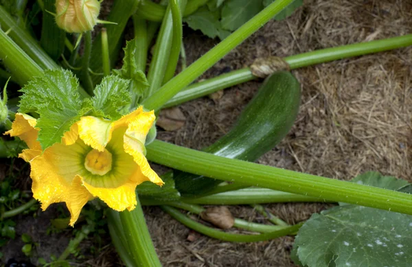 Zucchini-Strauch mit Blume — Stockfoto